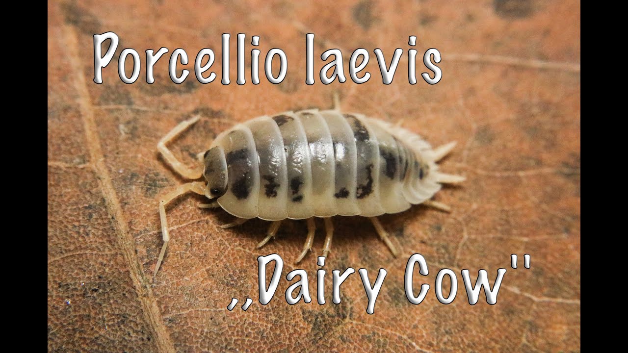 Porcellio laevis ,,Dairy Cow'' МОКРИЦЫ.