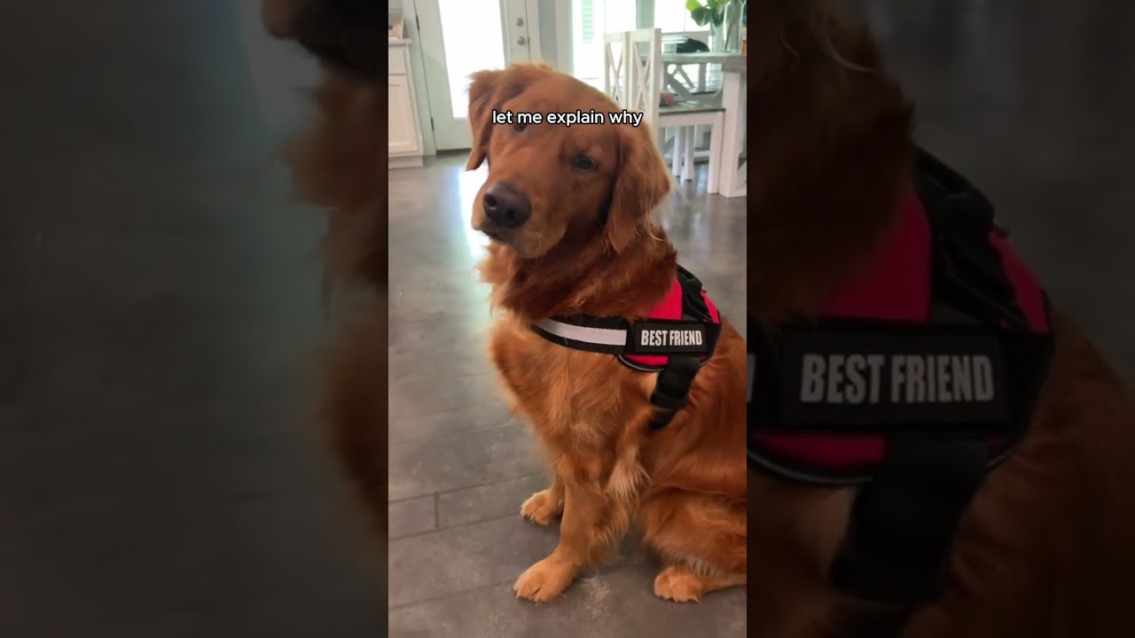 Encourage good walking behaviour to prevent pulling with this harness 