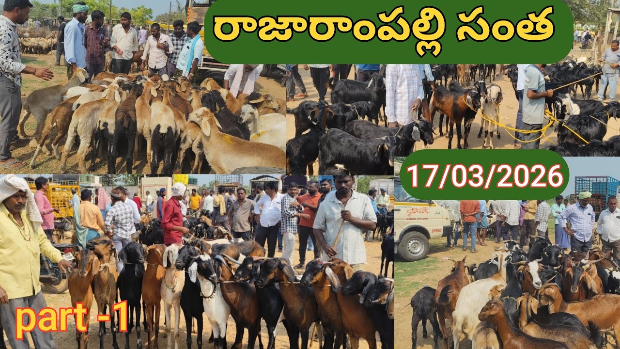 రాజారాంపల్లి గొర్రెల మేకల సంత 17/03/2026//animal market in rajarampalli