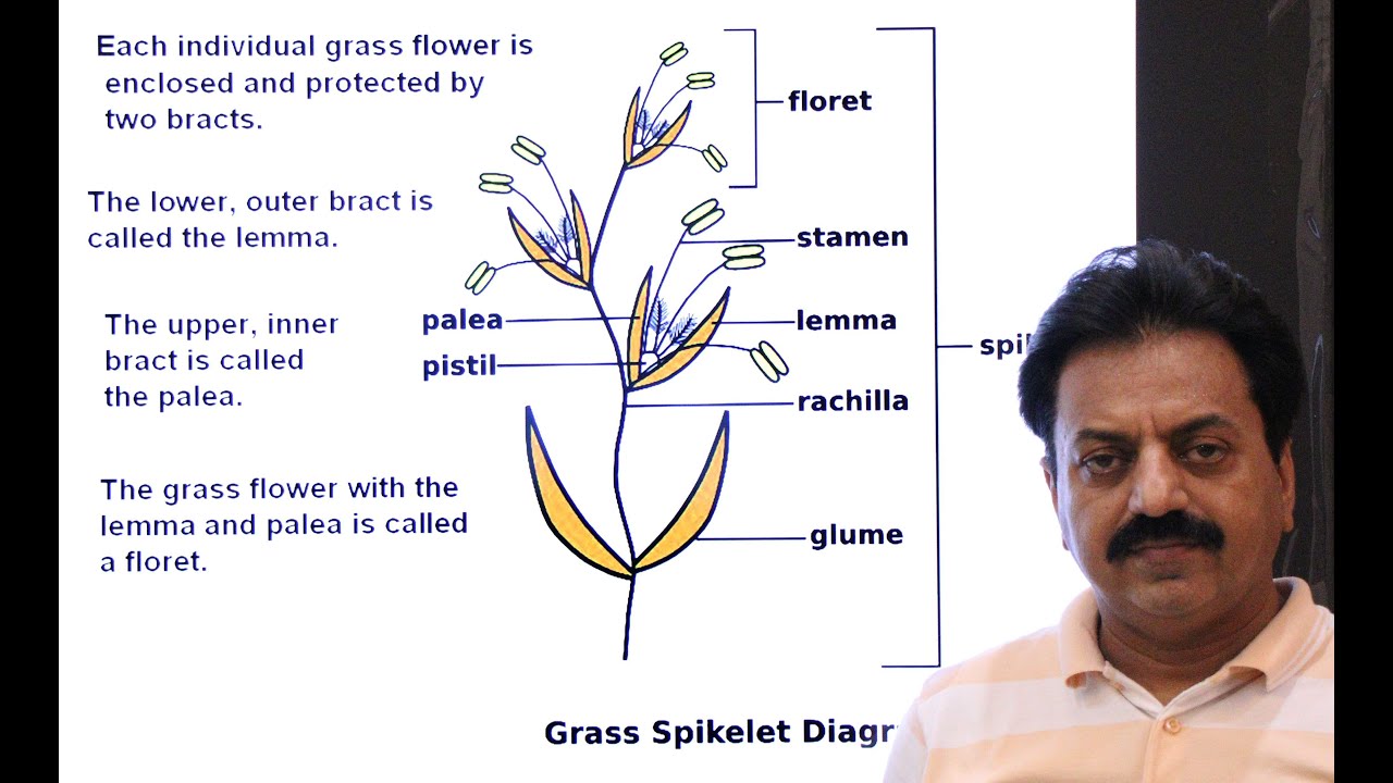 First Year / Chapter 9 / Kingdom Plantae / Part 24 / Family Poaceae / Grass family
