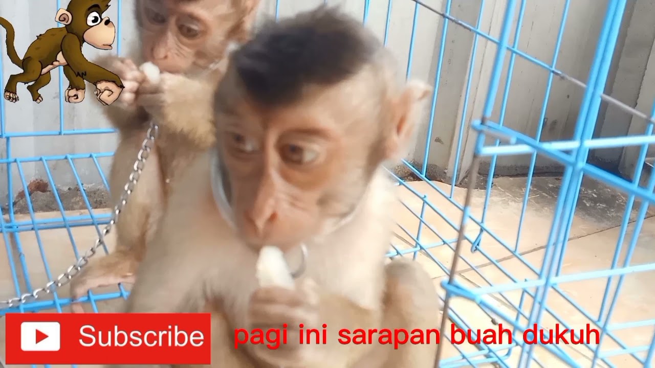 reaksi monyet makan es batu