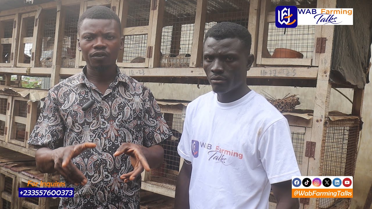 The Ultimate Guide to Starting Rabbit Farming in Ghana in 2024