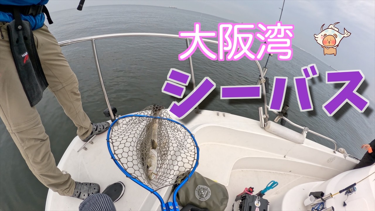 大阪湾SLJ｜78cmのスズキは臭くない⁈ 絶品中華蒸し　＃大阪湾SLJ＃スーパーライトジギング＃スズキ＃シーバス＃大阪湾 ＃釣り＃釣りごはん＃スズキ料理＃おうちごはん＃夫婦釣り