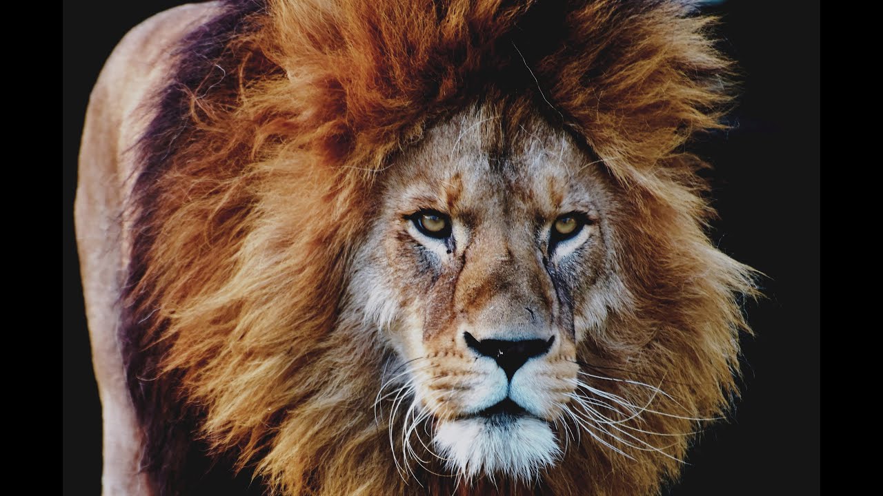 The Man Eating Lion of Mfuwe