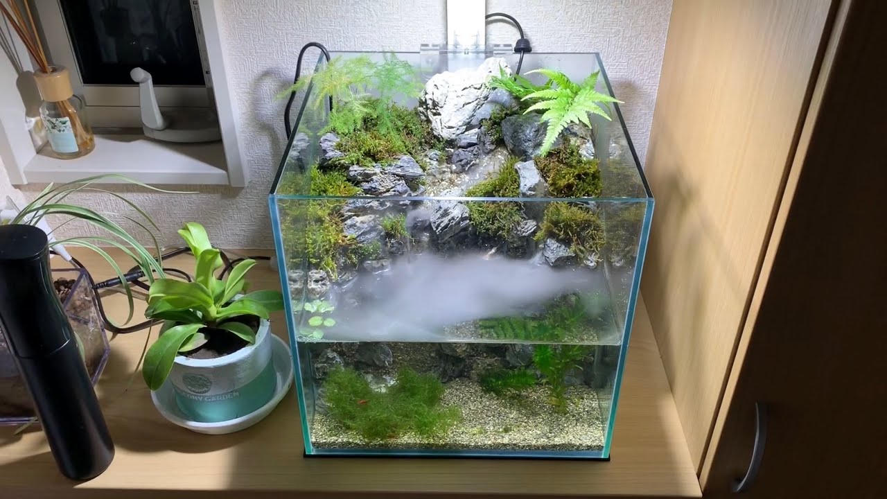 【アクアテラリウム】玄関にお洒落な水槽を作ってみた！【aqua terrarium】