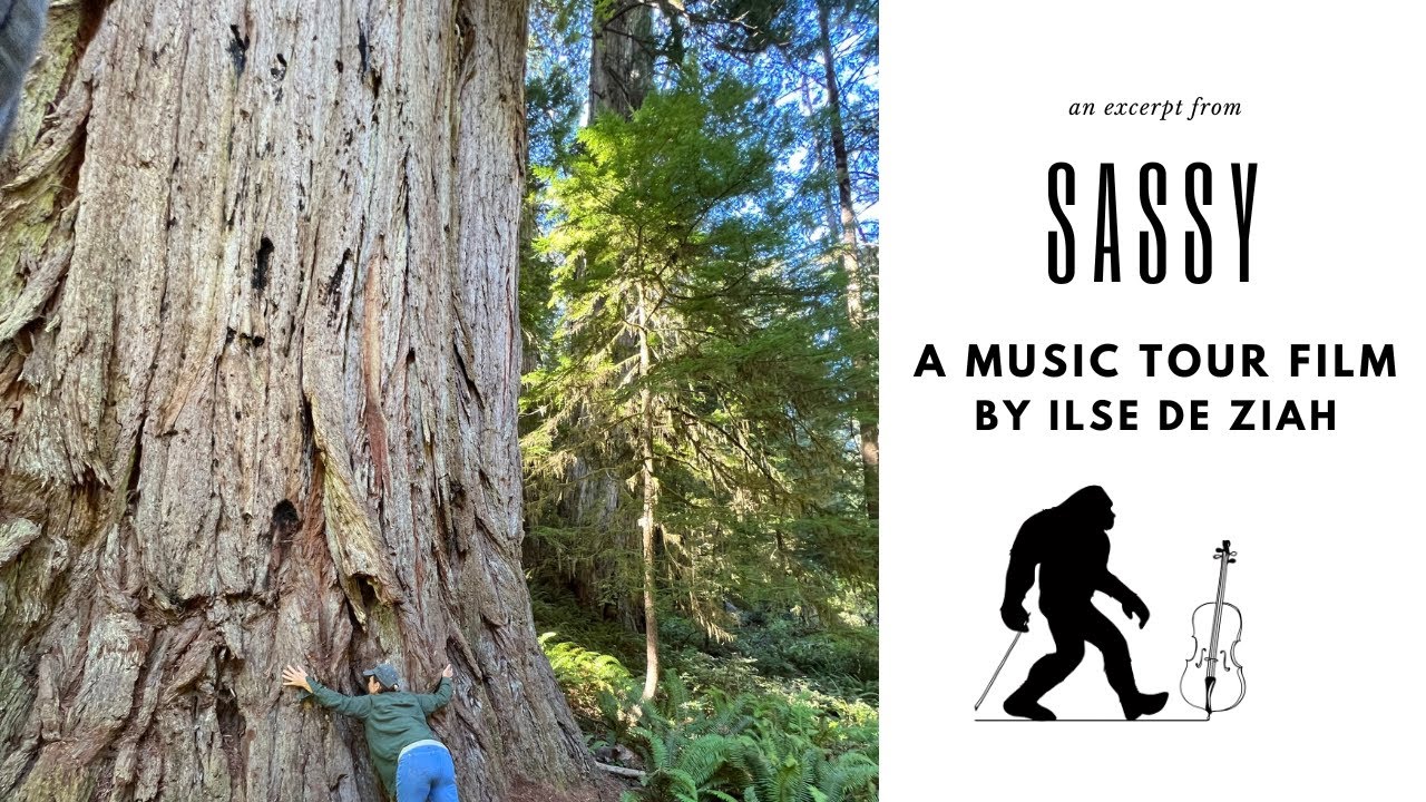 Ilse de Ziah on tour plays cello in the Redwood Forest California