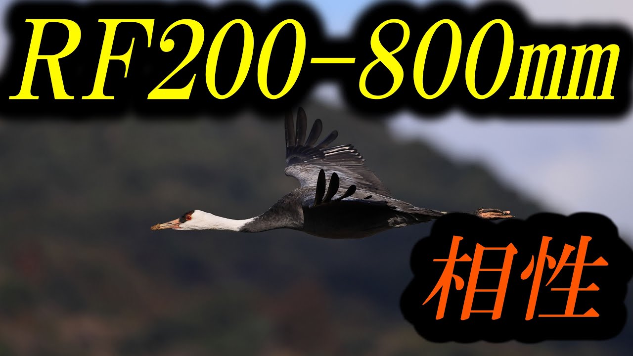 Совместимость с объективом RF200-800mm F6.3-9 IS USM.