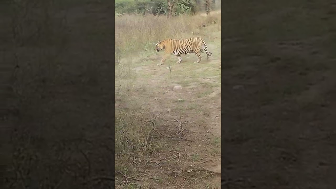 Sariska tiger reserve