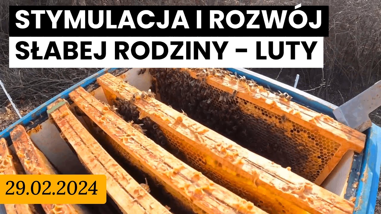 29.02.2024 Do jakiej siły może dojść słaba rodzinka po zimie?