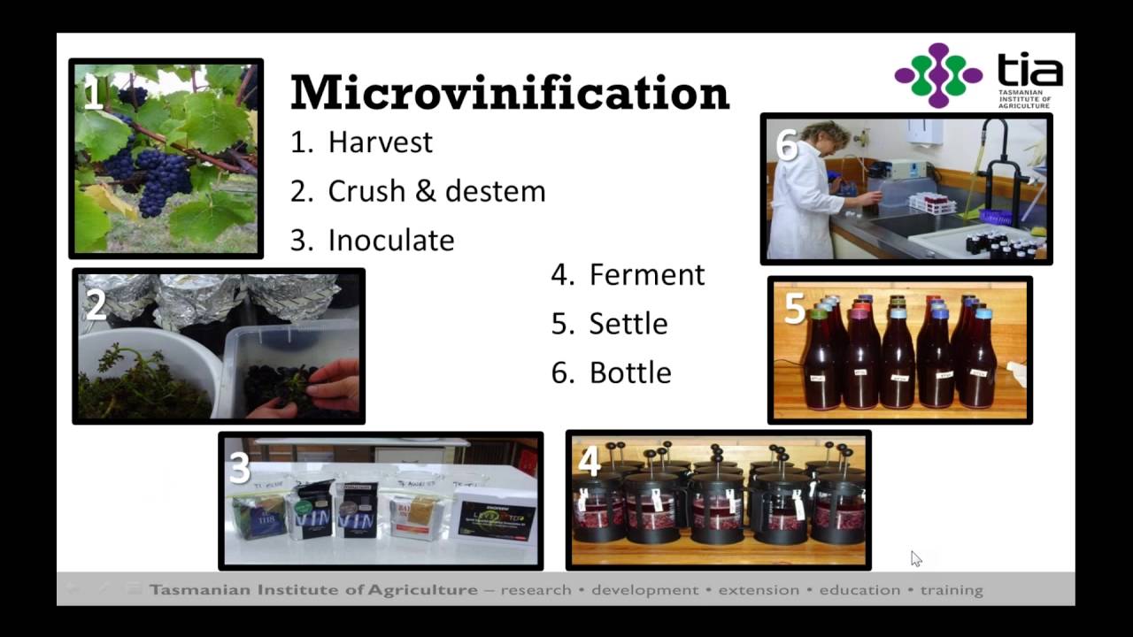 Innovative Pinot noir maceration   (AWRI webinar)