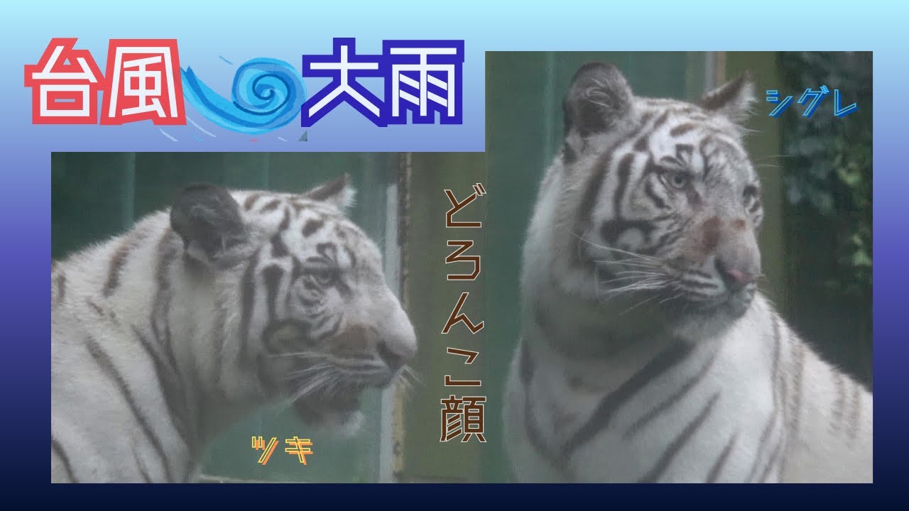 【台風・大雨　どろんこ顔のツキシグ】伊豆アニマルキングダム　ホワイトタイガー「ツキ」「シグレ」「シロップ」