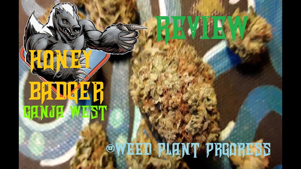 Honey Badger Haze, Ganja West, Cannabis, Kush Strain Review, Mars Hydro Weed plant Grow Progress