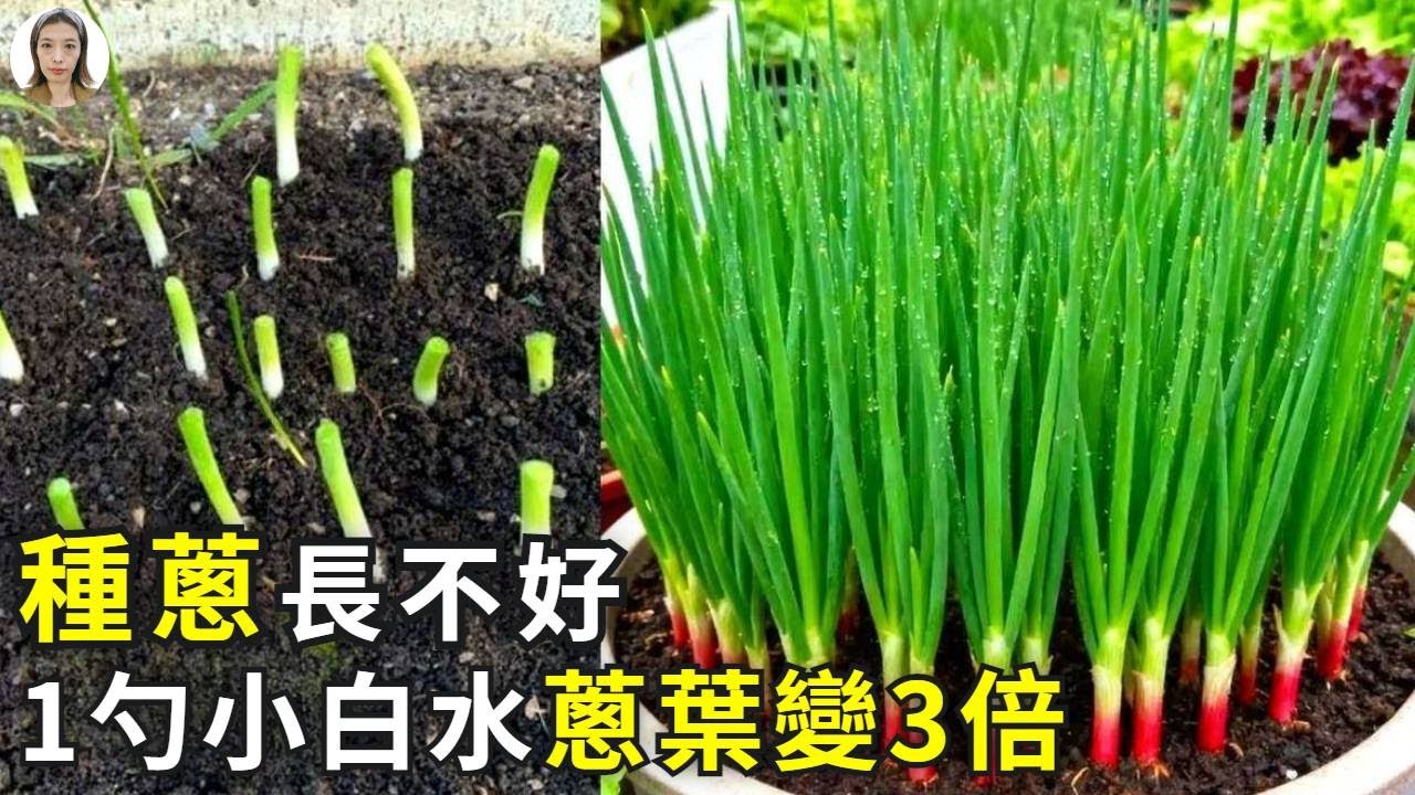 葱根插土种，1勺小白水，葱白粗又直，葱叶翻3倍！|花花世界