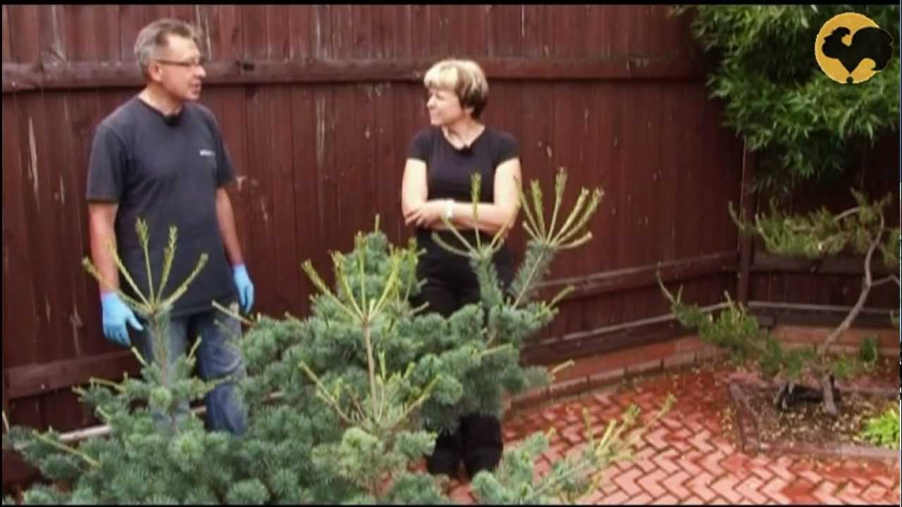Сосны в саду-2 Ландшафтные хитрости 69 | Pine trees in the garden-2 Landscape tricks