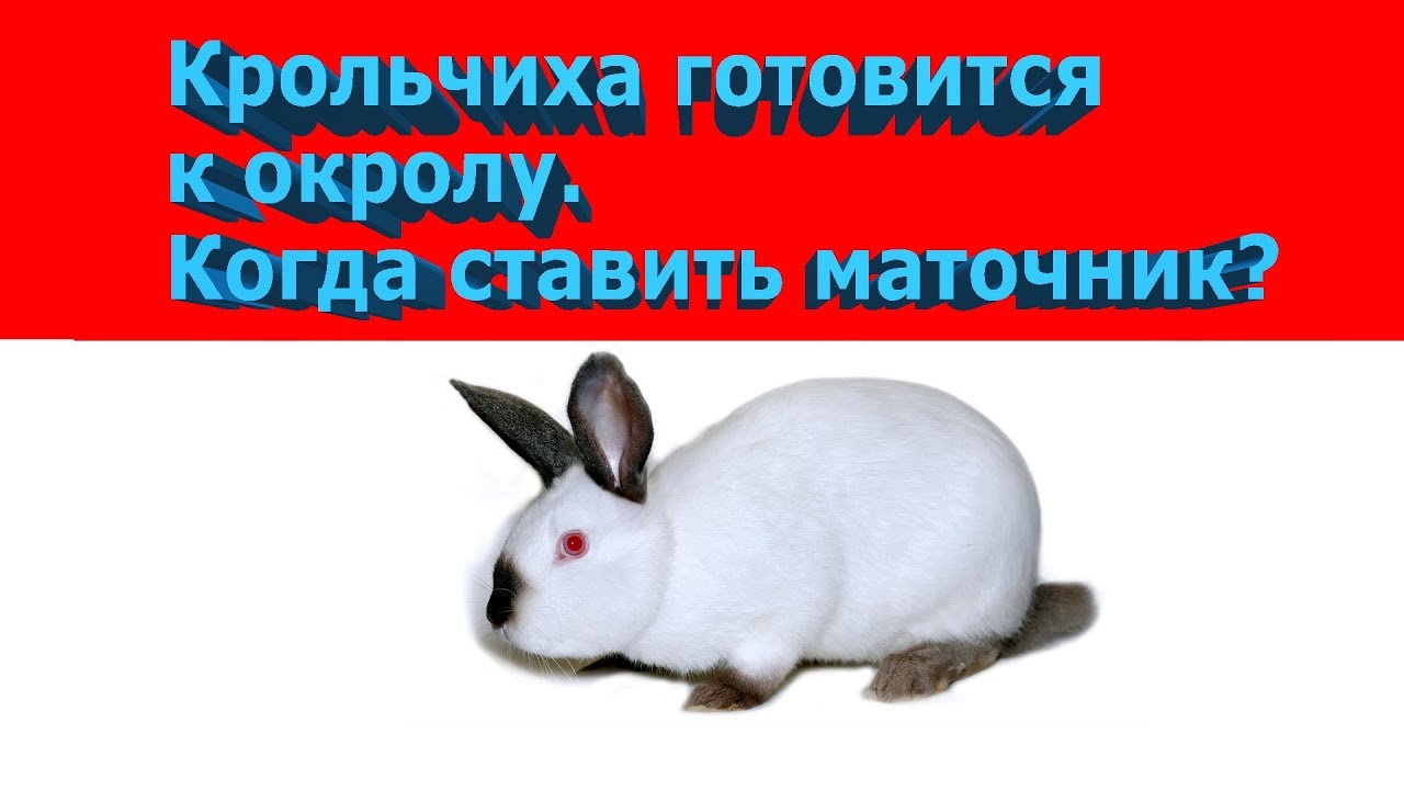 КРОЛЬЧИХА ГОТОВИТСЯ К ОКРОЛУ. КОГДА СТАВИТЬ МАТОЧНИК?