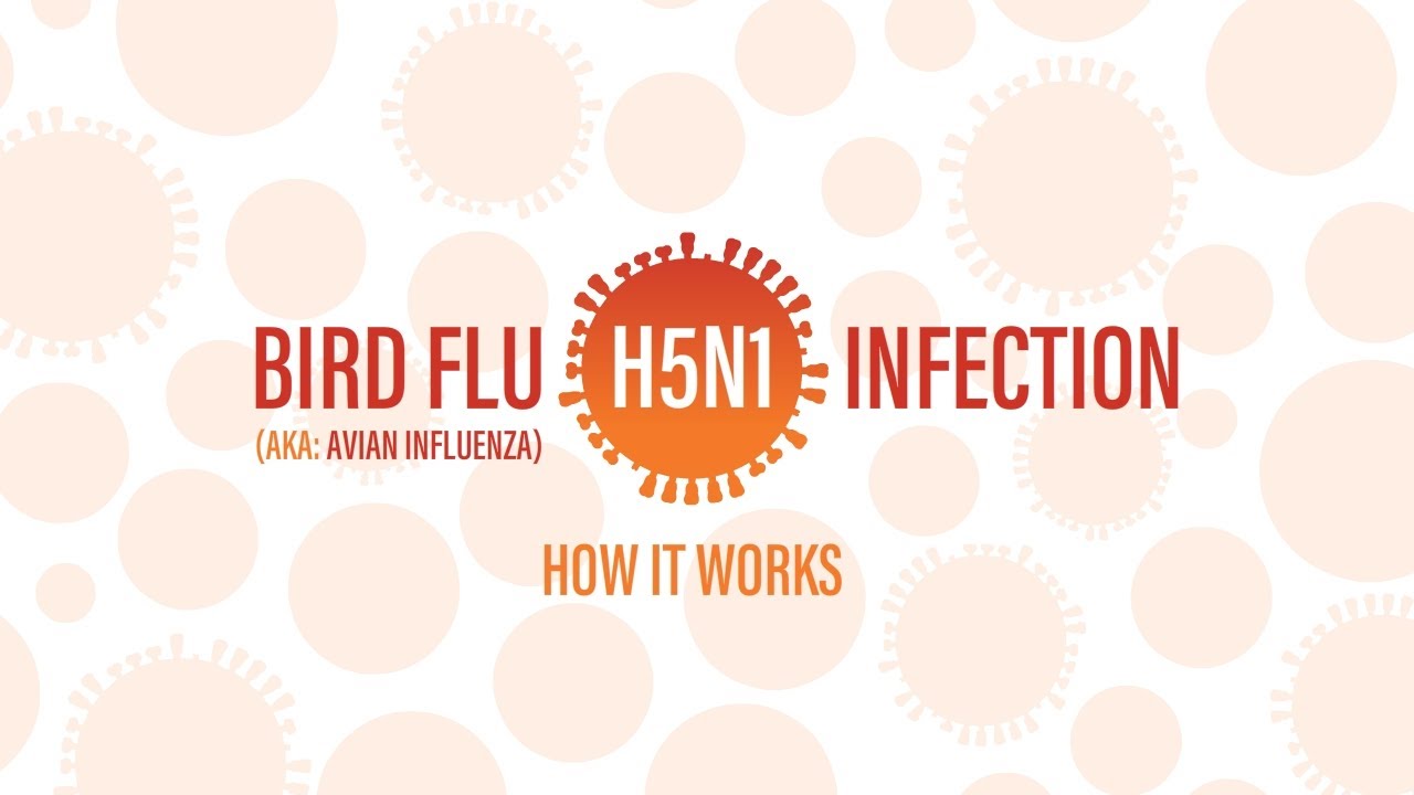 Bird Flu (Avian Influenza) H5N1: How It Works