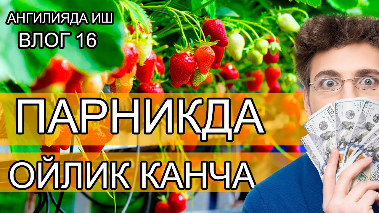 Англияда иш парникда ойлик канча ( влог 16 ) #работаванглии #англиядаиш