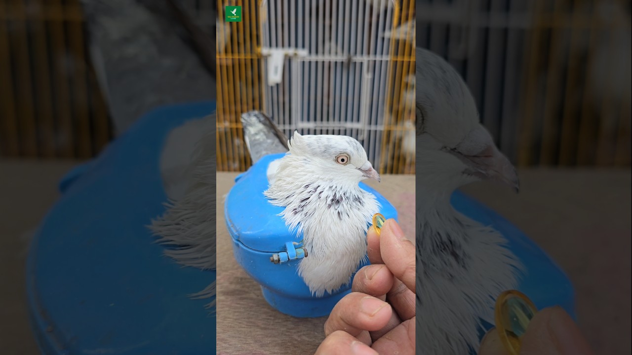 pigeon vitamin feeding #pigeontips #viral #pets