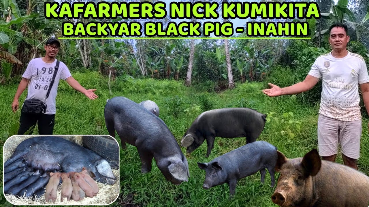 BLACK PIG INAHIN - KAFARMERS NICK KUMIKITA SA BACKYARD PIGERY