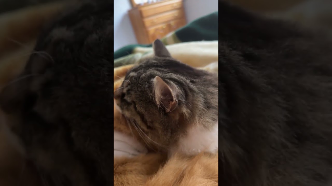 I Caught My Two Cats Doing This😍#animalrescue #cat #adoptstrays #cute #kitten #cutecat #funnycats 