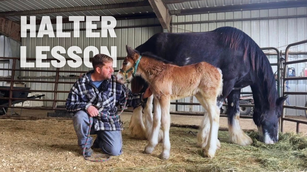 Our Clydesdale Foal&rsquo;s FIRST Halter Lesson&hellip; How Did It Go?