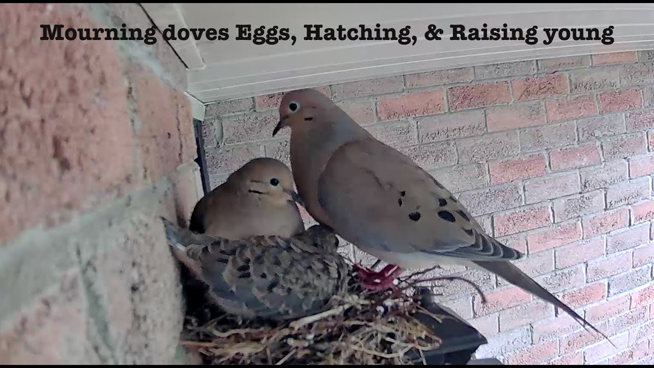 From empty to fledgling | Time-lapse video | Mourning doves!