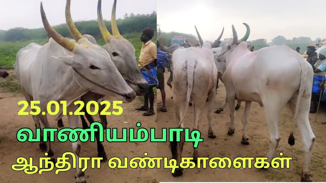 வாணியம்பாடி மாட்டுச்சந்தை