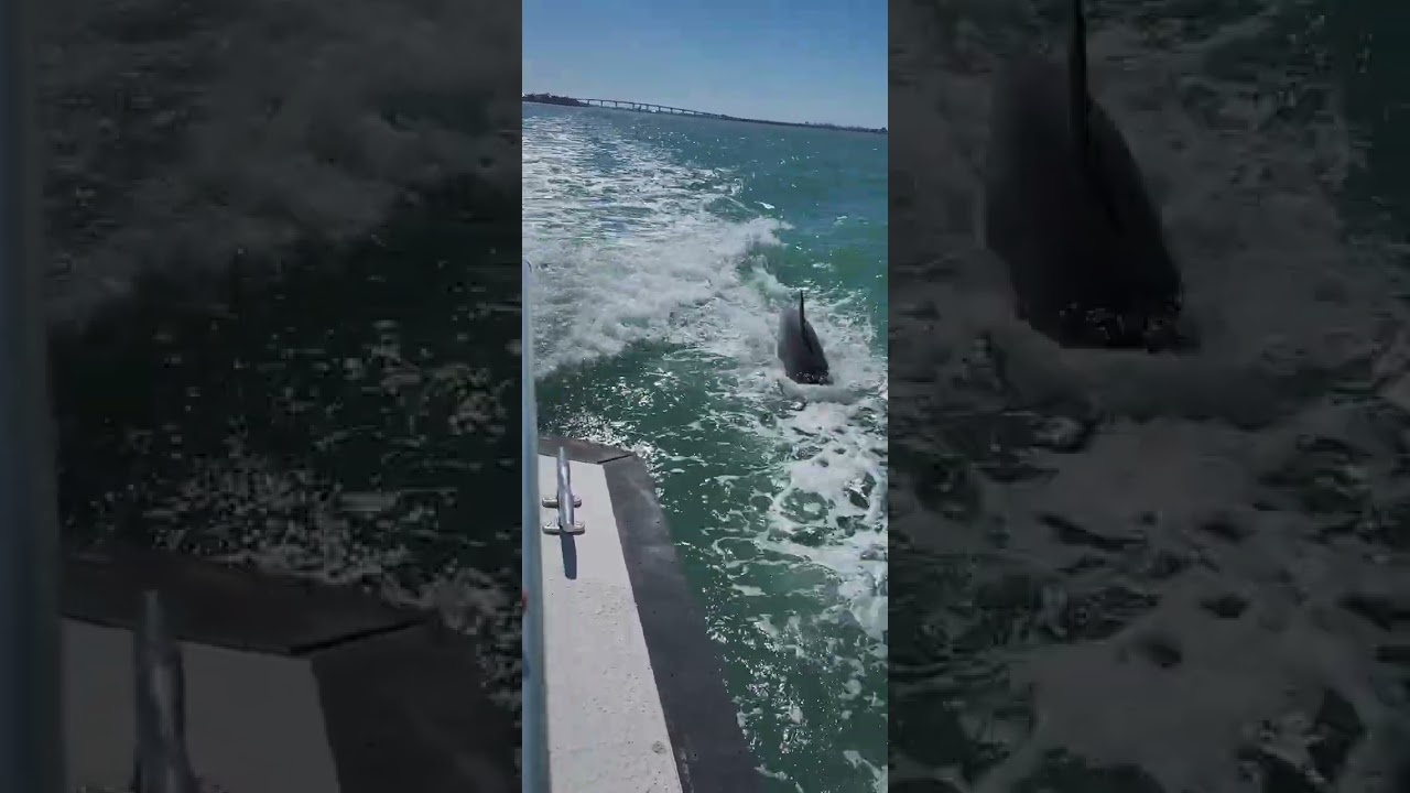 Dolphin watching in Clearwater, FL
