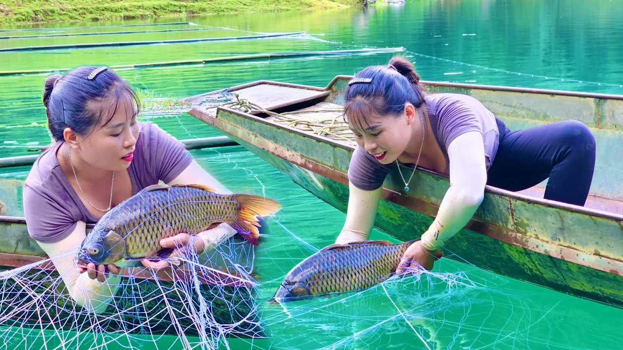 Hoang Luyen dropped 500m of floating net overnight and caught a huge batch of carp🐬🐬🐬