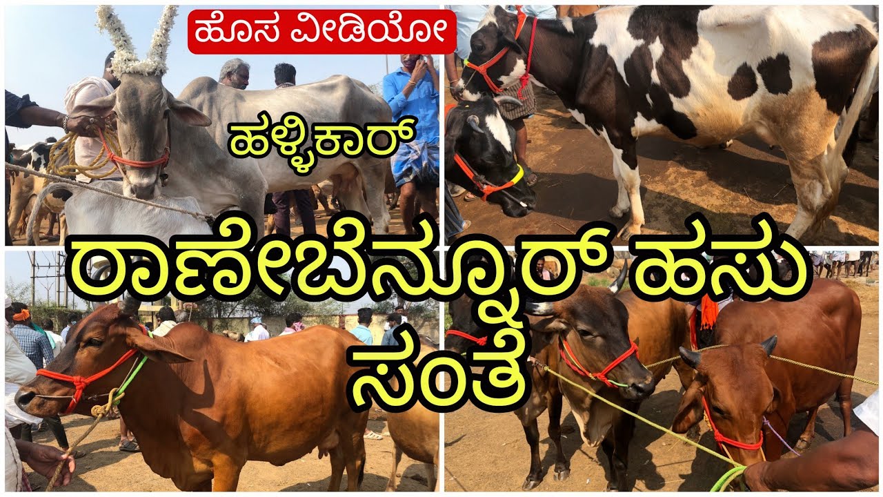 ರಾಣೇಬೆನ್ನೂರ್ ಆಕಳು ಮಾರುಕಟ್ಟೆ | Ranebennur Cow Market | Incredible Vishaya