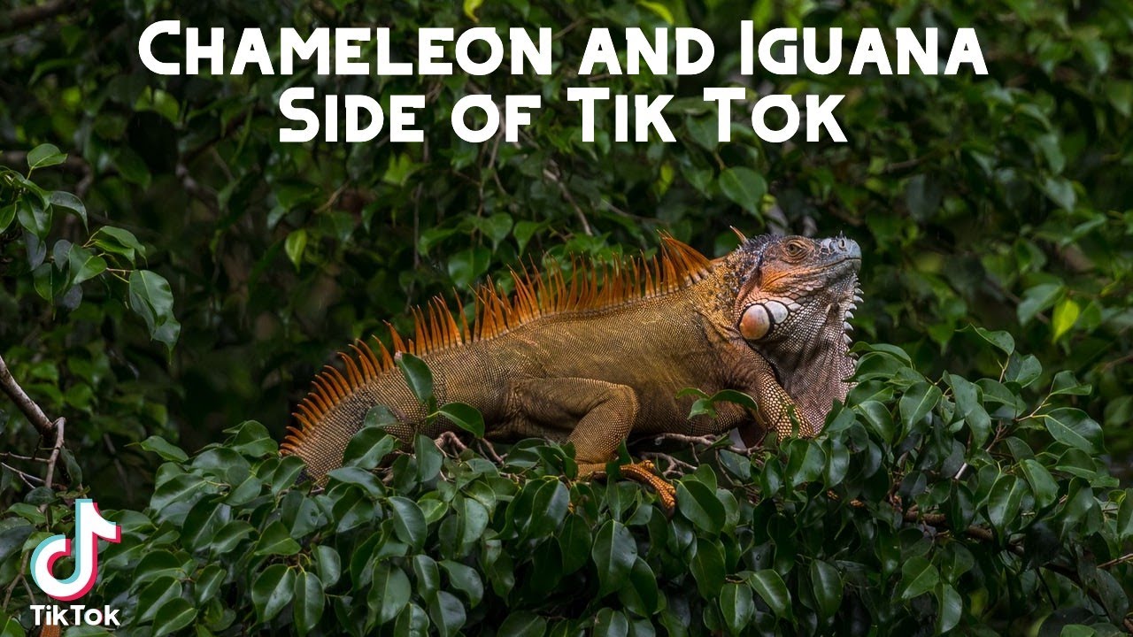 Chameleon AND Iguana Side of Tik Tok
