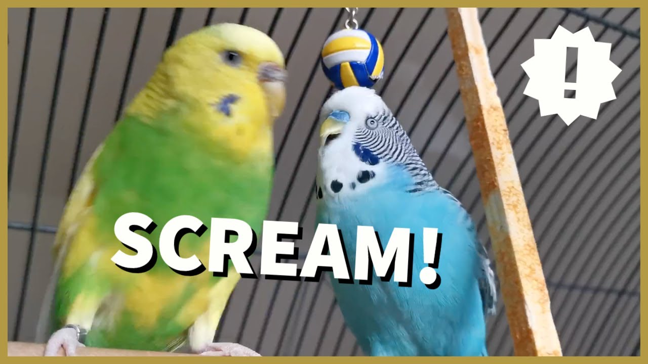 Why Does My Budgie Scream? // 7 Reasons