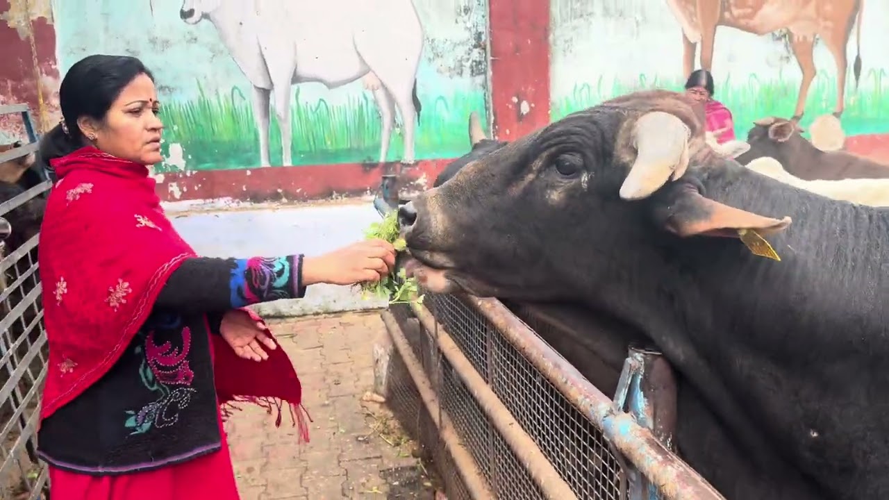 Ranchi Gaushala Ranchi Punam Kuswaha 04.01.2026