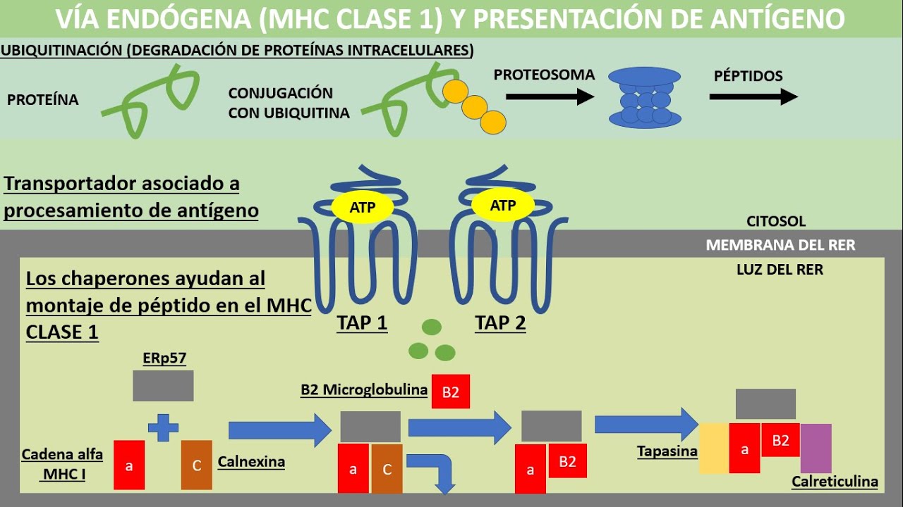 Fagocitosis y presentación de antígeno: vía endógena y exógena, MHC: clase I y II | Inmunología