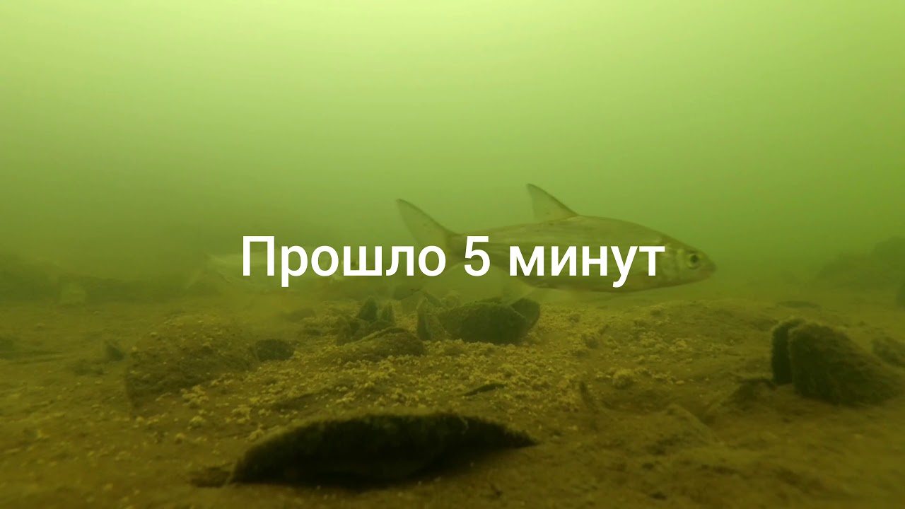 Вот от чего рыба дуреет, подводная съёмка