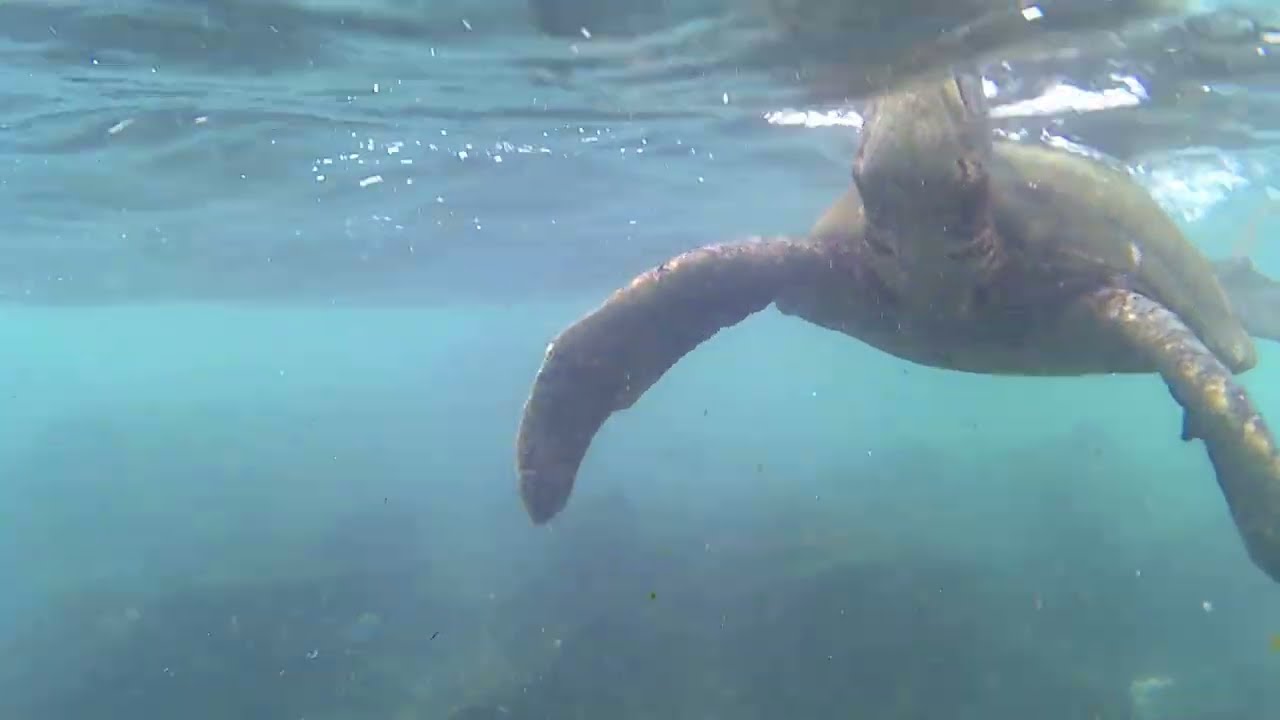 Sea Turtles