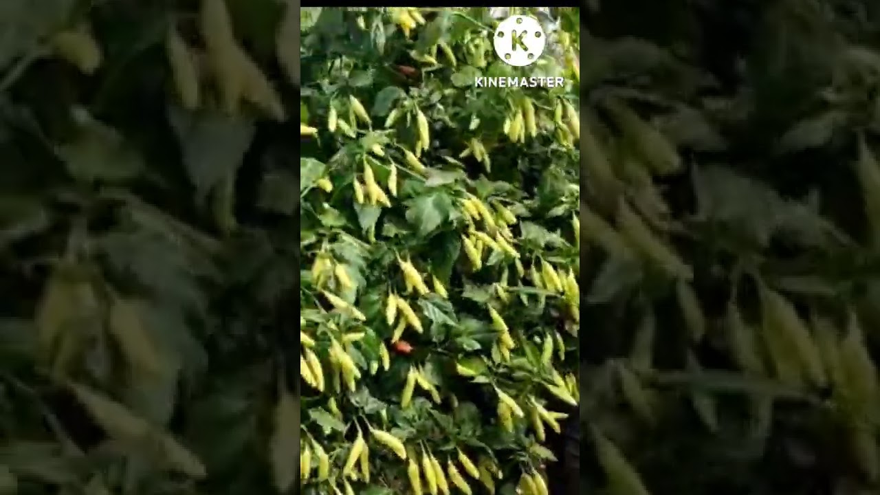 cabe kaliber buahnya sangat lebat sampe pohonnya hampir roboh