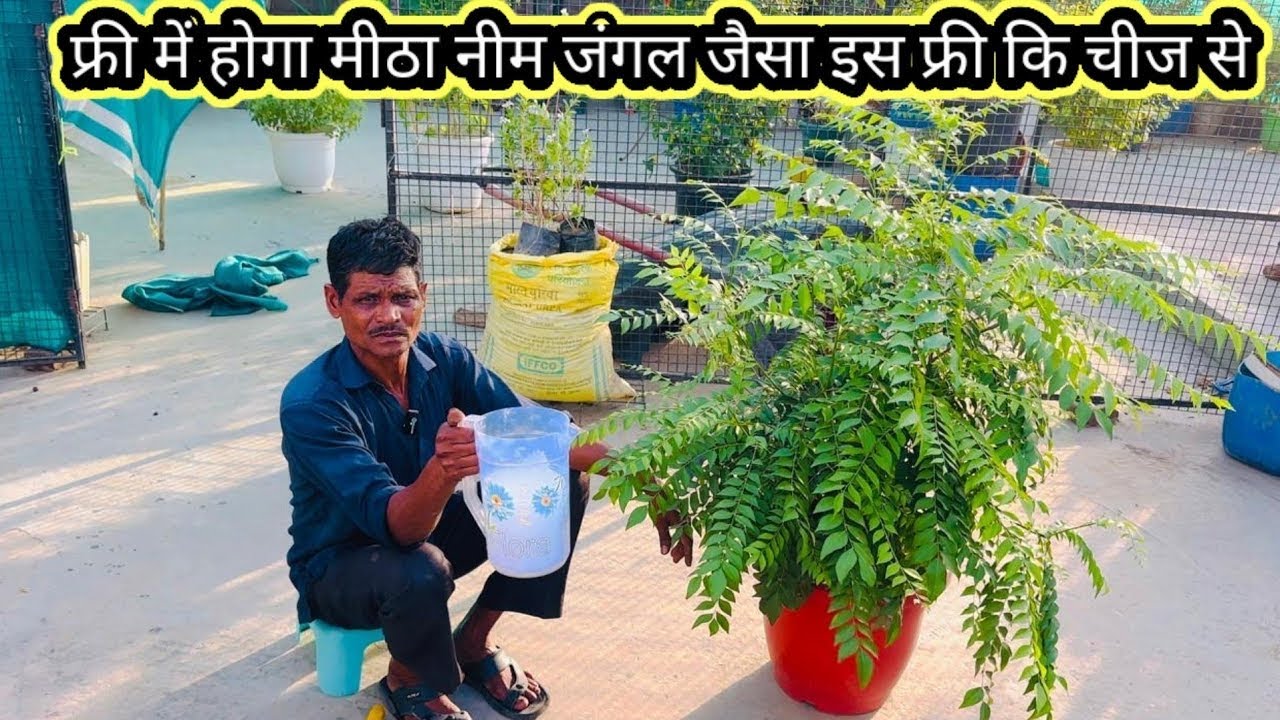 कड़ी पत्ता फ्री में घना करने का राज