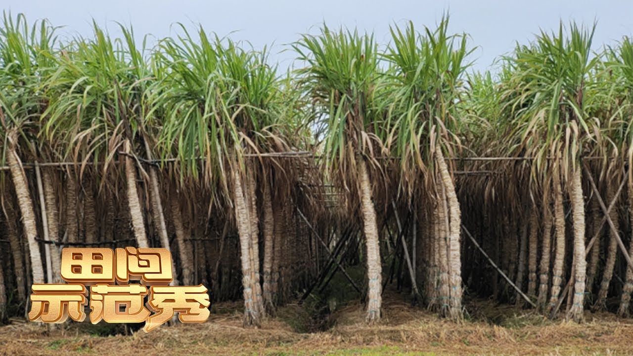 种植高品质的甘蔗竟然需要“五花大绑”？能当水果吃的白玉甘蔗到底有何种植技巧？丨「田间示范秀」20230504