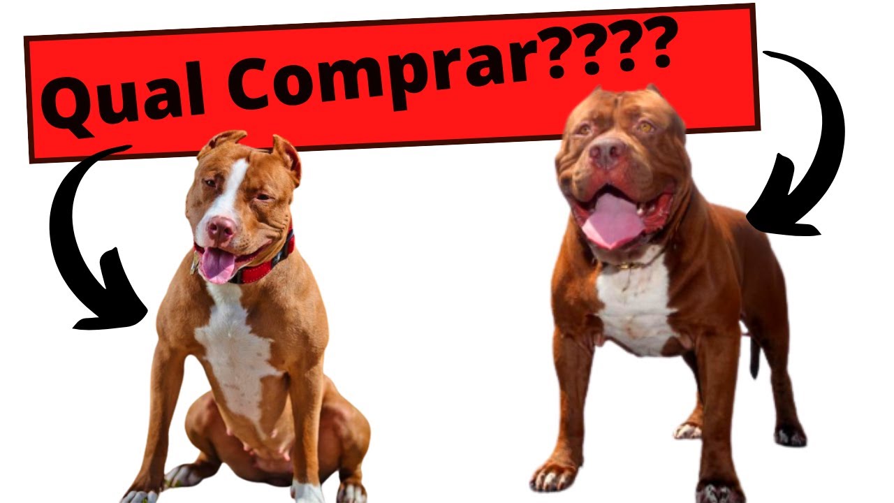 Pitbull ou Pit monster??? [Qual dessas raças é melhor para você???]