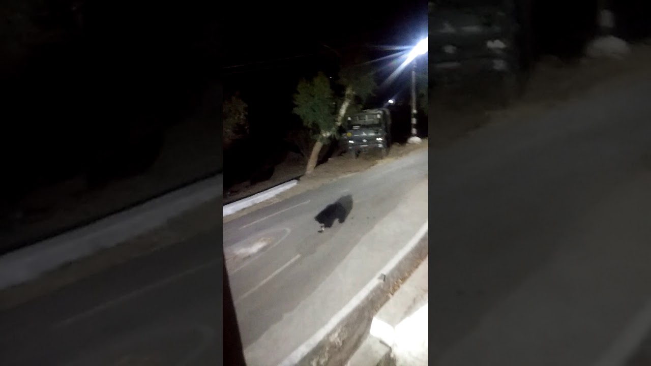 Black bear in mount abu