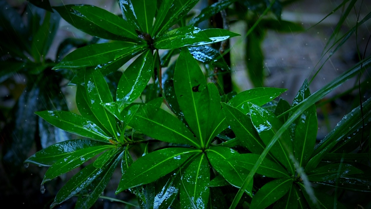 Rain Sounds in a Lush Forest | Relaxing Nature Ambience for Sleep