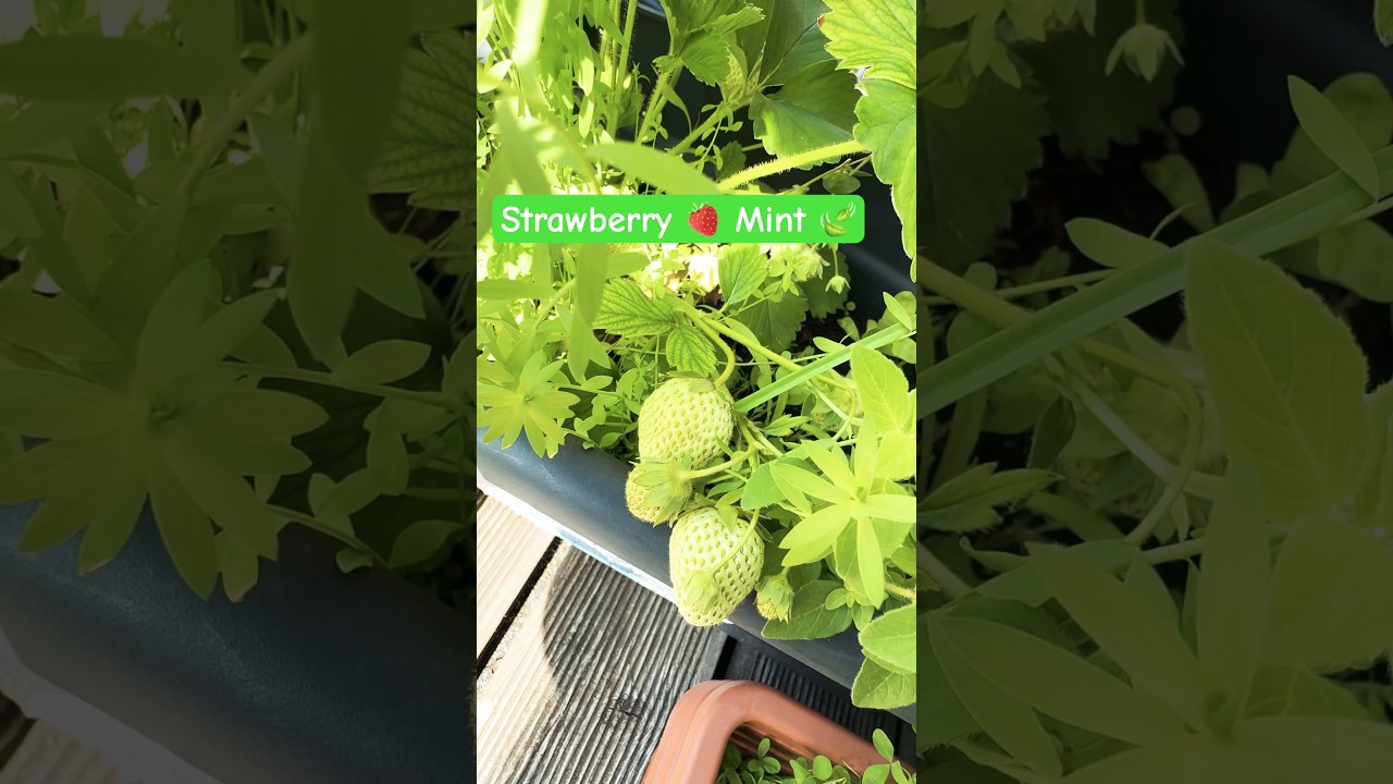 Strawberries 🍓 