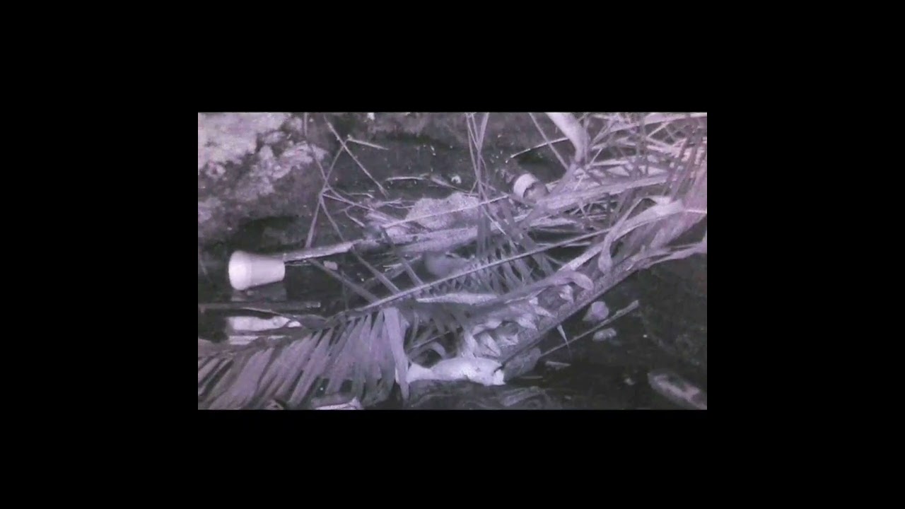 airsoft vs rat. all stock dbelle vsr10 with .30g Bb. 25 to 30 meters away.