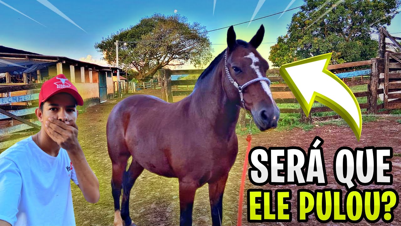 MELHOR CAVALO DA FAZENDA, NINGUÉM VAI ACREDITAR