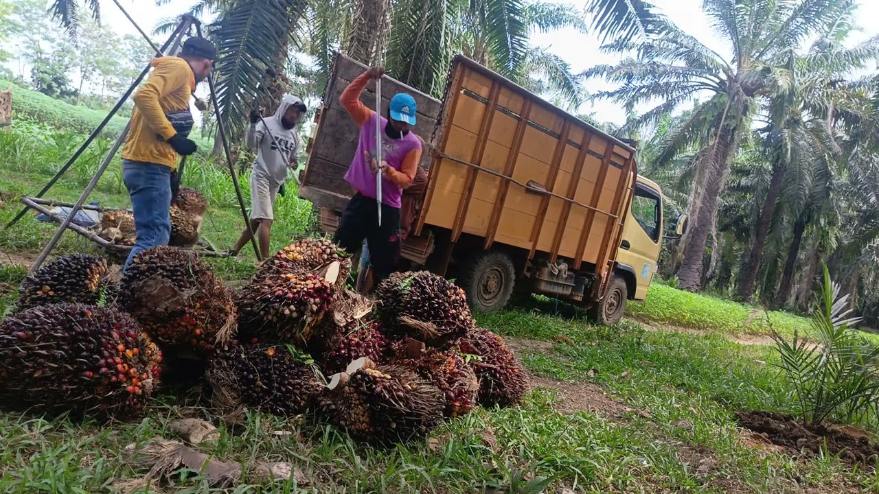 Proses muat buah sawit