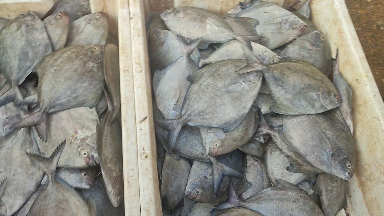fish rates03/09/23 fish price update fish market karachi fisheries