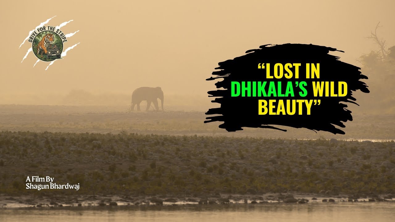 Dhikala 2nd day | Corbet Safari | Haven like experience | Hindi HD