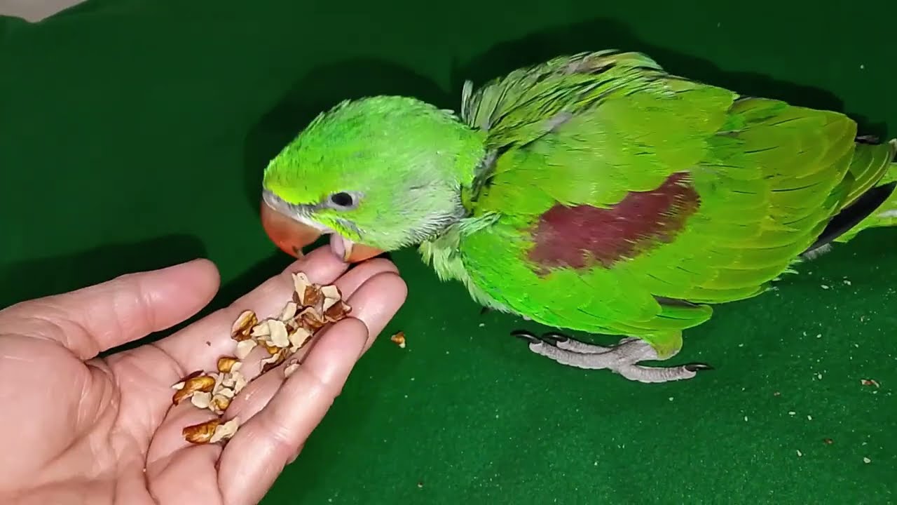 Parrot feeding training//cute parrot//cute little parrot 