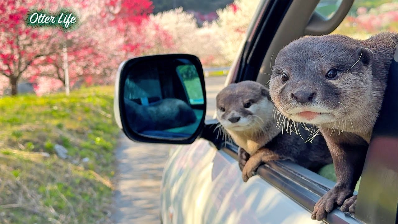A Day of Camping Trip Like a Comedy Cartoon With My Otters [Otter Life Day 958]